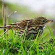 Pipit farlouse